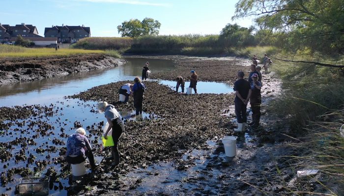 Community Oyster Monitoring